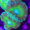 Golden Green Acan Frag (Row #57:B)