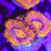 Ultra Orange Acan Frag (Row #59)