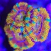 Green Striped Orange Sunset Acan Frag (Row #60:B)