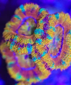 Green Striped Orange Sunset Acan Frag