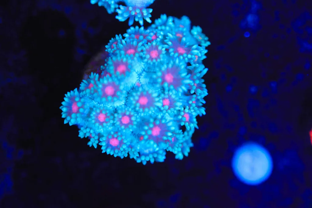 Frag Box Corals