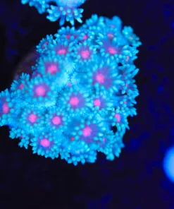 Pink Mouth Small Blue Flowerpot Frag (Row #74:B)