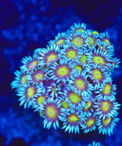 Yellow Eye Blue Flowerpot Frag (Row #75)