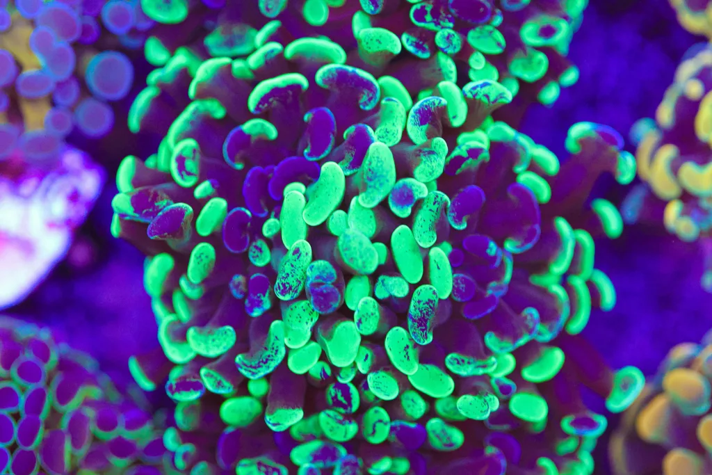 Frag Box Corals