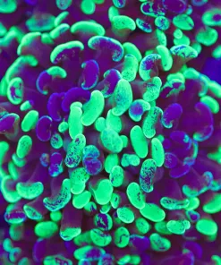 Mutant Hammer Coral Frag (Row 77)