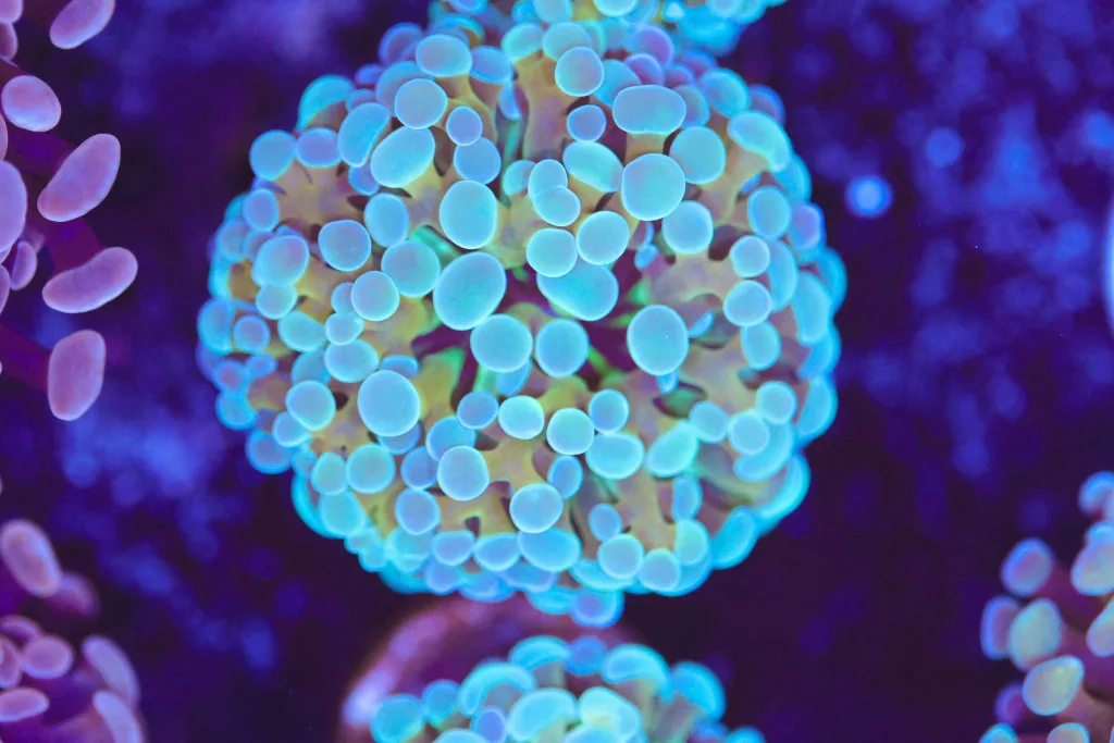 Frag Box Corals