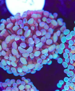 Unique Hammer Frag (Row #82B)