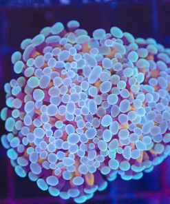 Wysiwyg Blue Yellow Hammer Coral (C37) *Free shipping 9  minimum livestock spend*