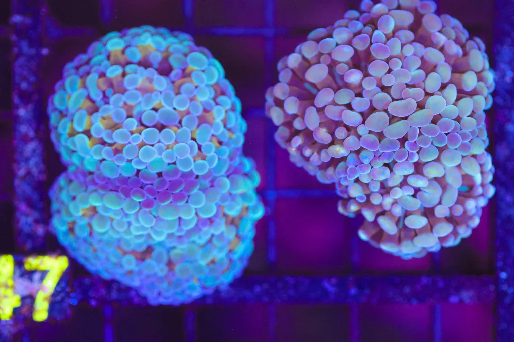 Frag Box Corals