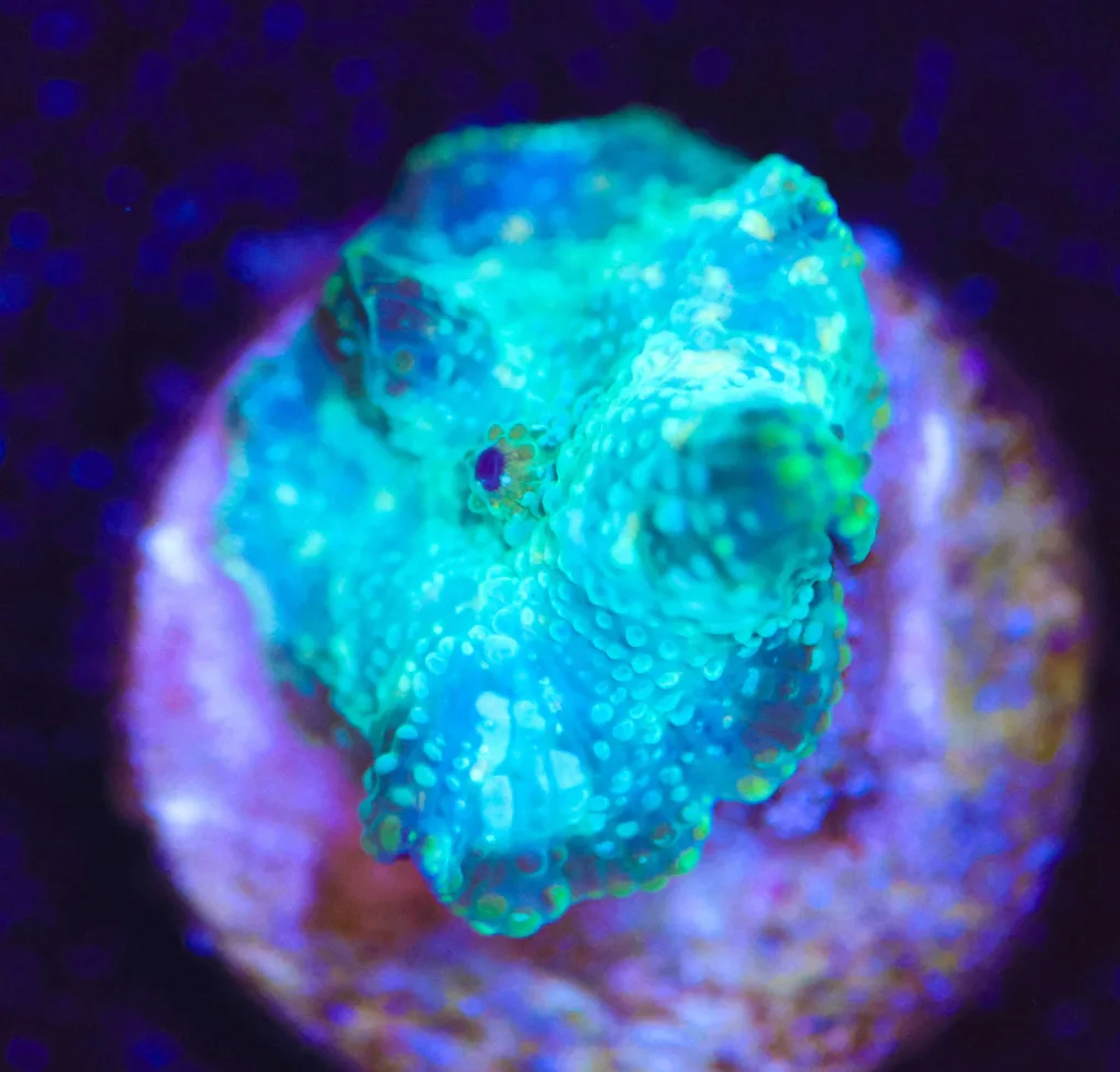 Frag Box Corals
