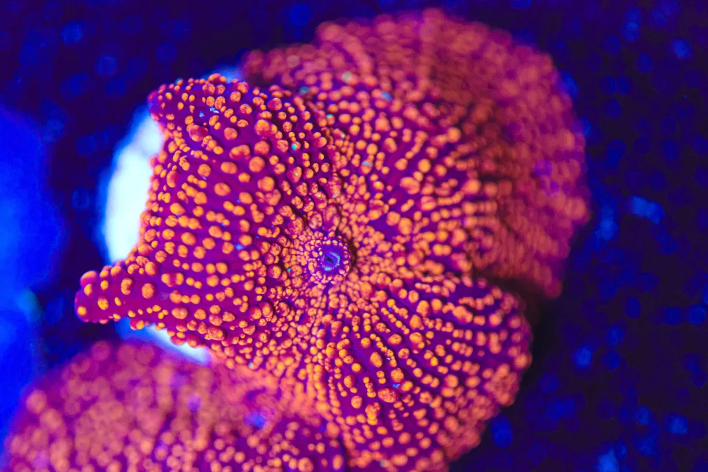 Frag Box Corals