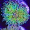 Golden Yuma Coral Frag (Row #97)