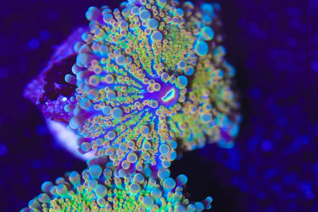 Frag Box Corals