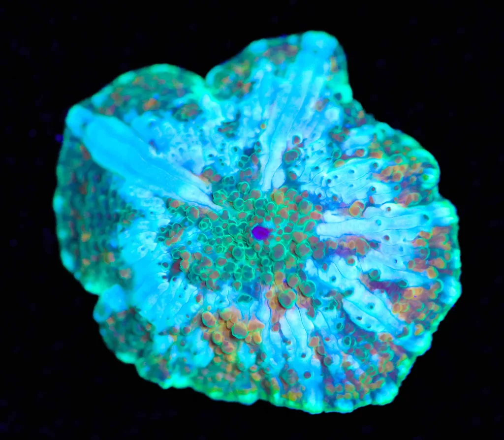 Frag Box Corals