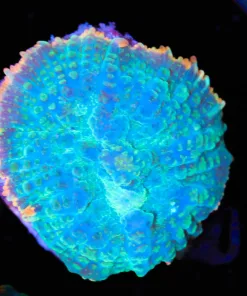 Pink Rim Mushroom coral (Row #98)