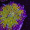 Purple Rim Yellow Yuma Coral (Row #97:B)