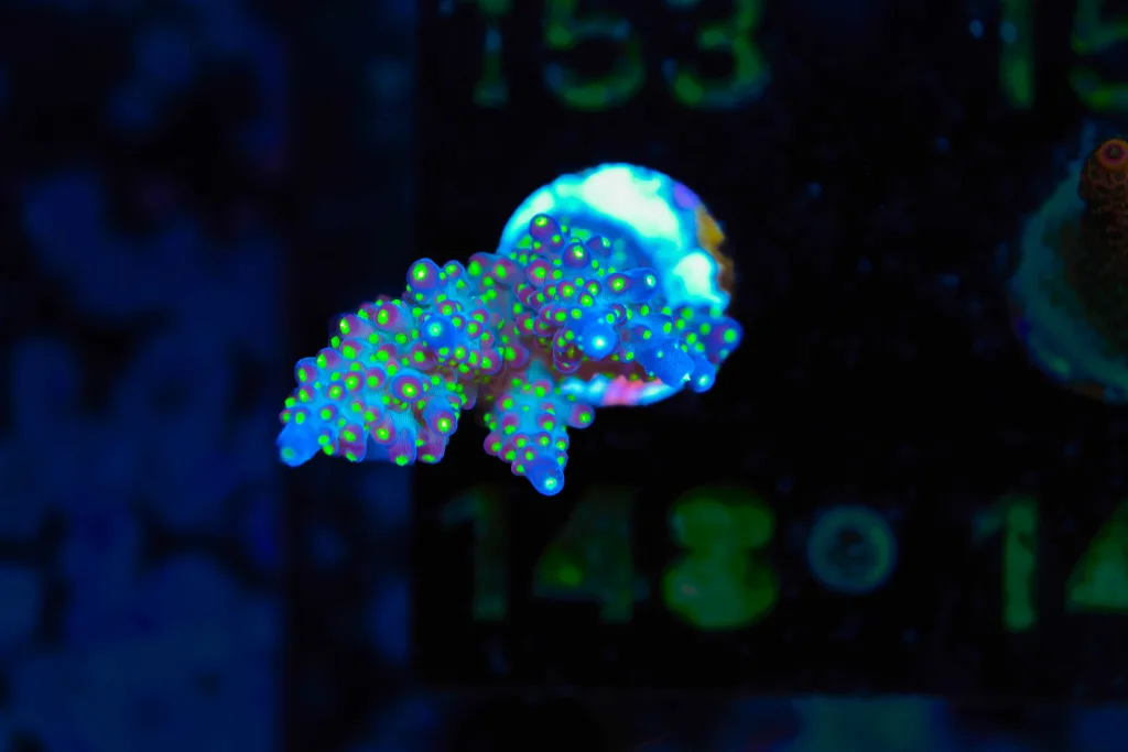 Frag Box Corals
