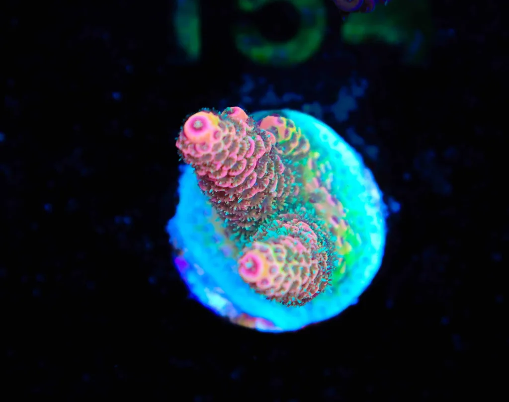 Frag Box Corals