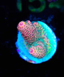 Wysiwyg Ultimate Orange Sunset Millepora Frag [F149]