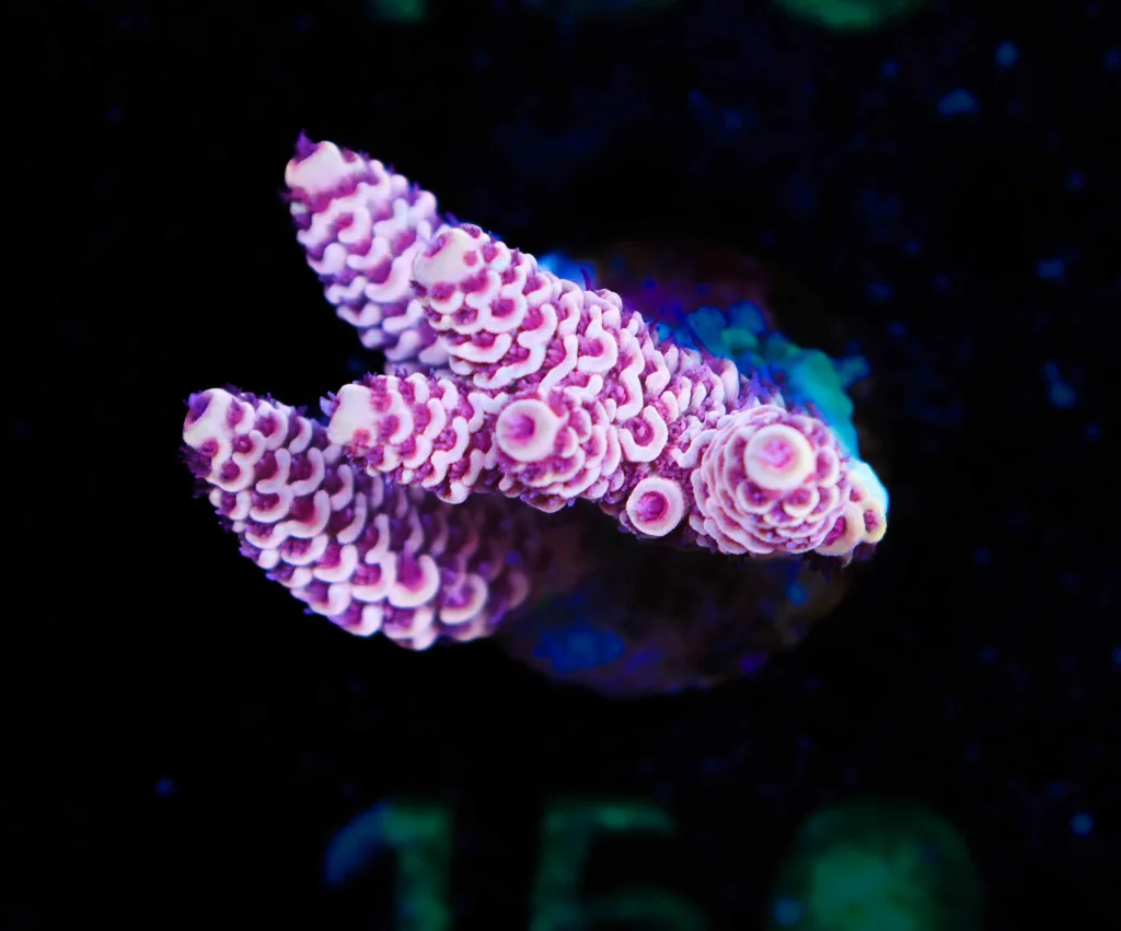Frag Box Corals
