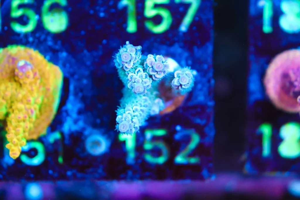 Frag Box Corals