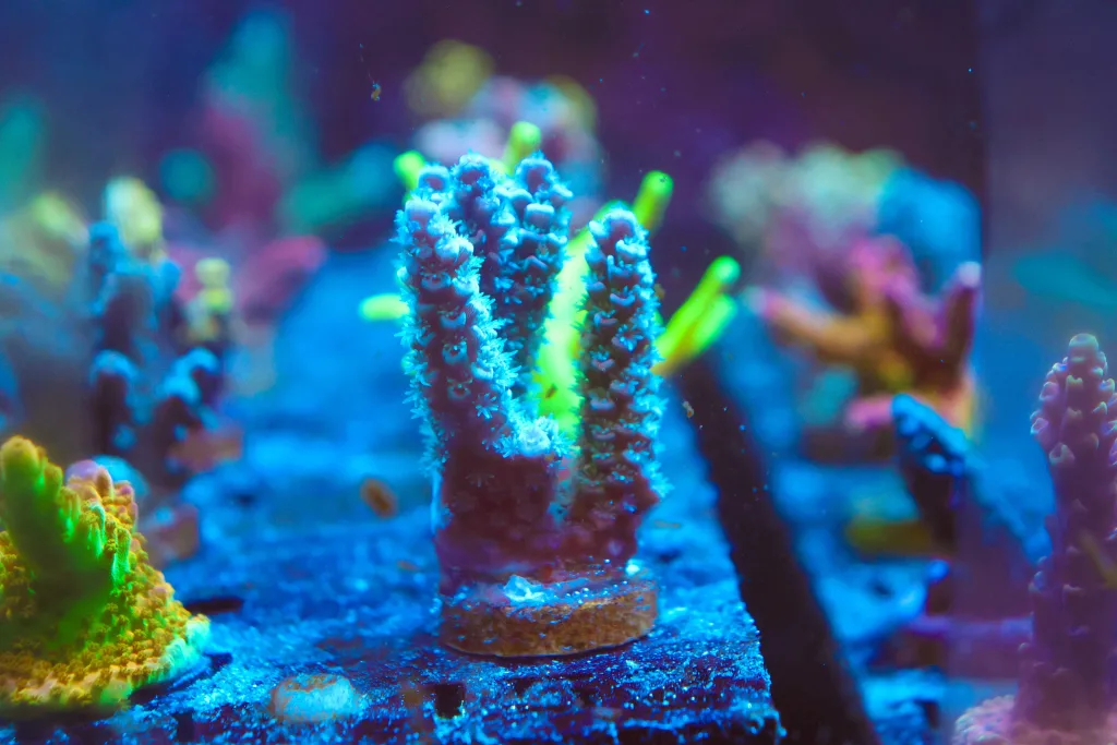 Frag Box Corals