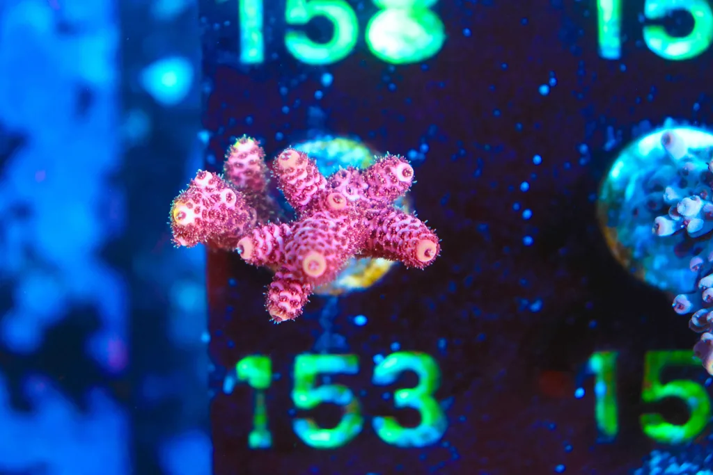 Frag Box Corals