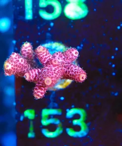 Wysiwyg Bubblegum Millepora Frag [F153]