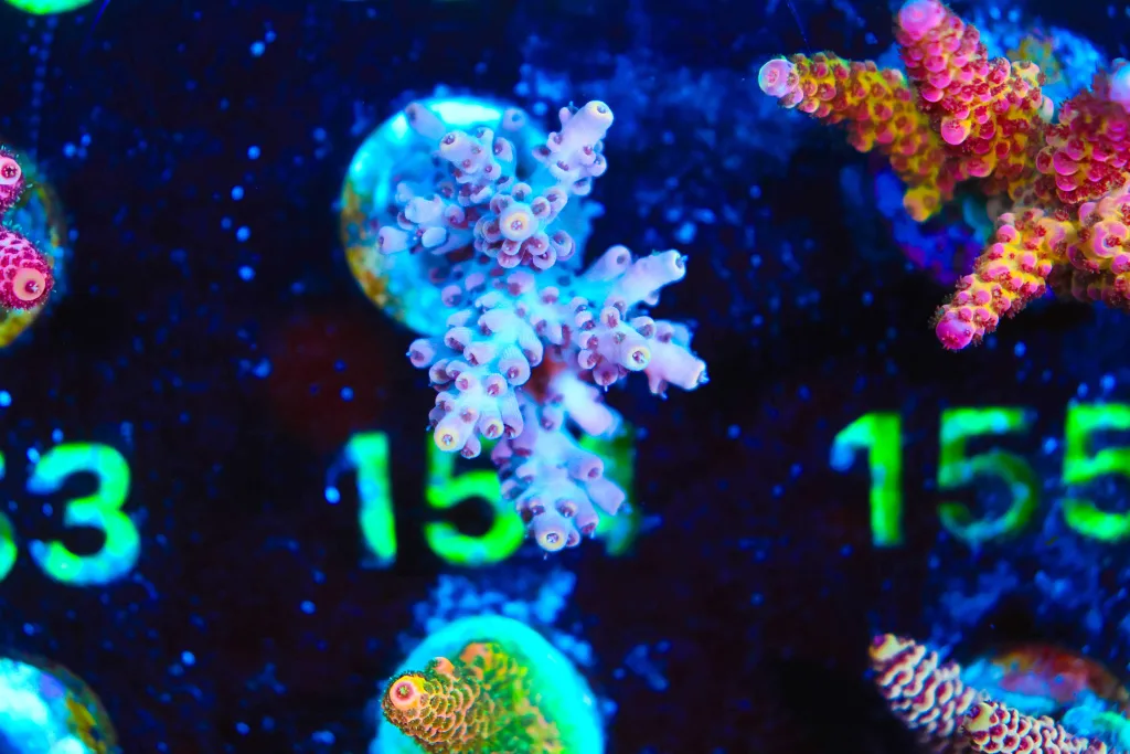 Frag Box Corals