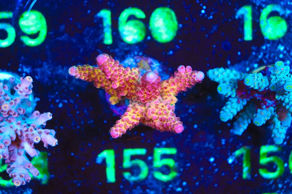 Frag Box Corals