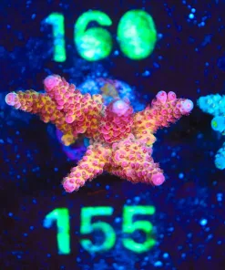 Wysiwyg Large Ragnarock Acro Frag [F155]