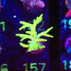 Wysiwyg Huge Acropora Lokani Frag [F157] *rare species*