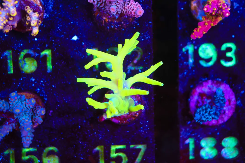 Frag Box Corals