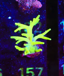 Wysiwyg Huge Acropora Lokani Frag [F157] *rare species*