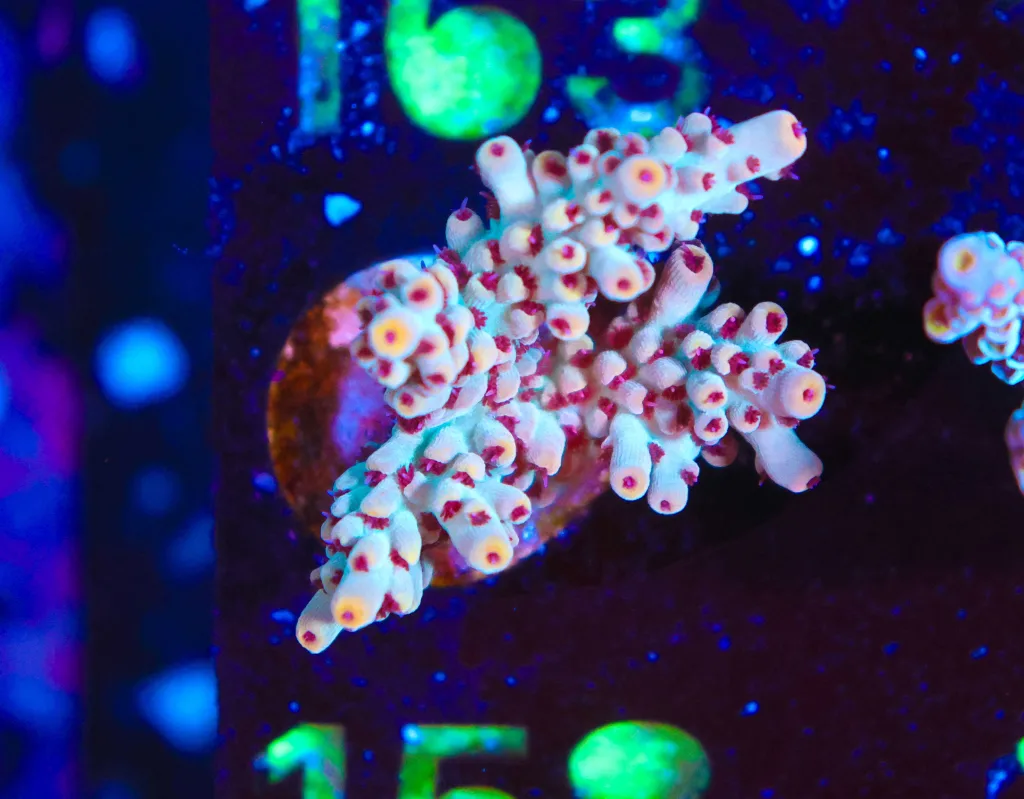 Frag Box Corals