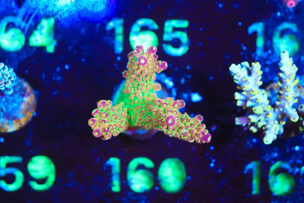 Frag Box Corals