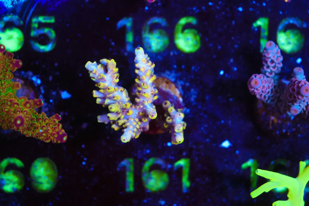 Frag Box Corals