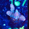 Wysiwyg Kirby Pink Blue Tip Tenuis Frag [F162]