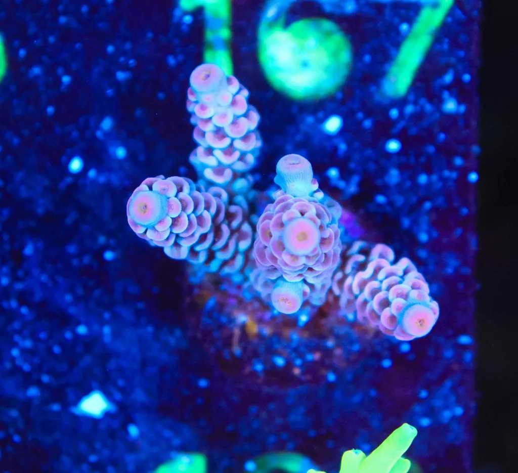 Frag Box Corals