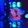 Wysiwyg Acropora ‘Red Rhino’ [F163]