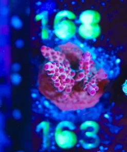 Wysiwyg Acropora ‘Red Rhino’ [F163]