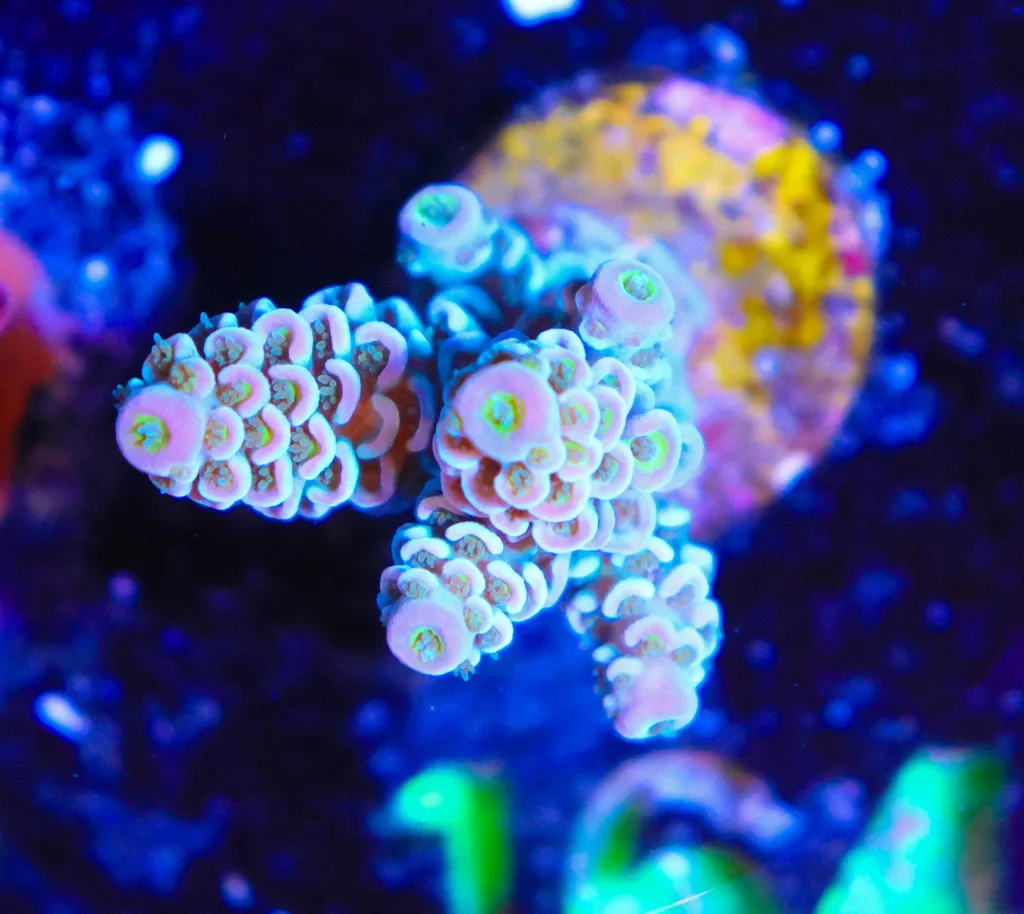 Frag Box Corals