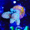 Wysiwyg Acropora Tenuis Frag [F164] *Early Black Friday Sale save 50%!*