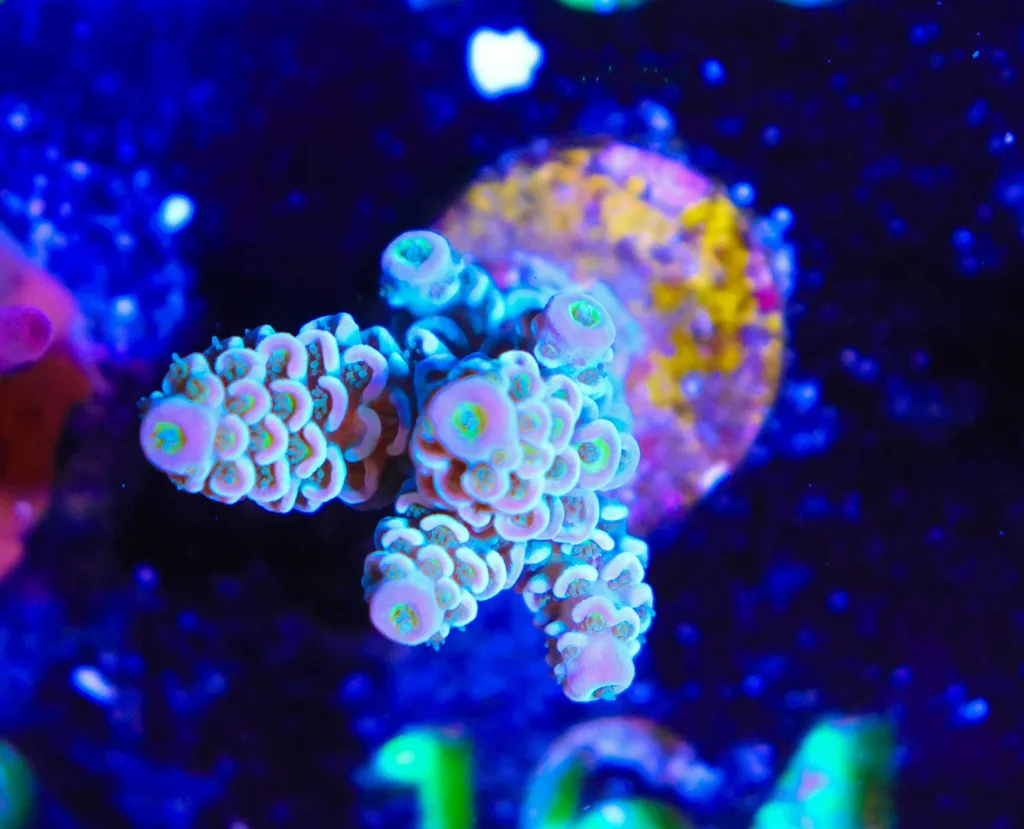 Frag Box Corals