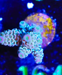 Wysiwyg Acropora Tenuis Frag [F164]