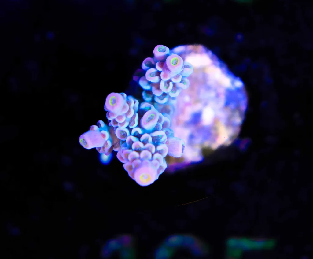 Frag Box Corals