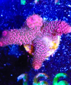 Wysiwyg Orange Pink Millepora Acropora Frag [F166]