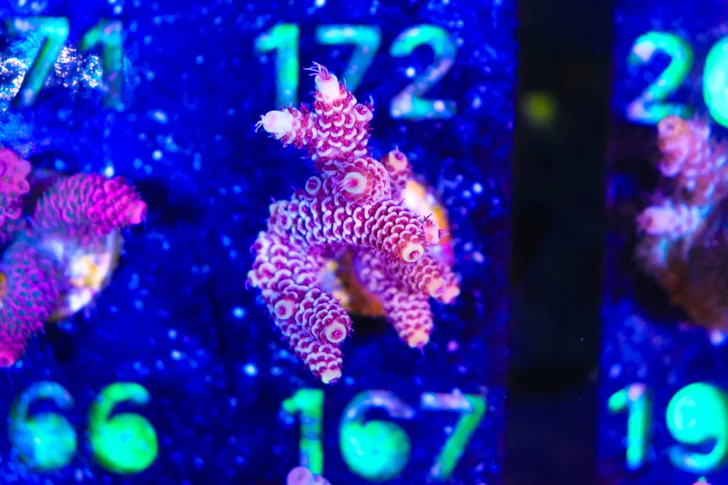 Frag Box Corals