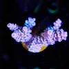 Wysiwyg Alpha Omega Acropora Tenuis Frag [F168] *Early Black Friday Sale save 50%!*