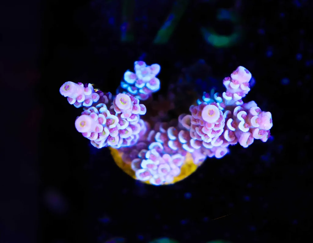 Frag Box Corals